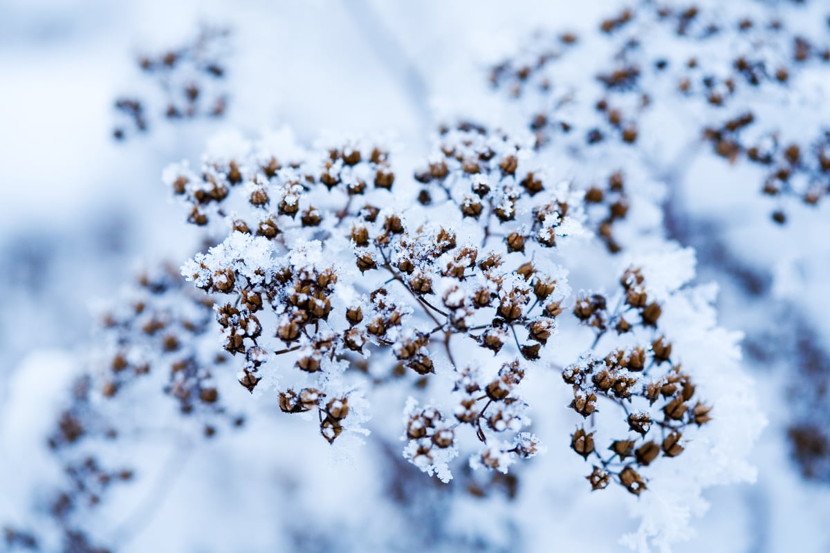 Vinter
