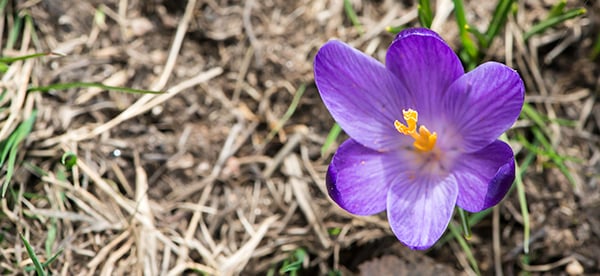 Krokus