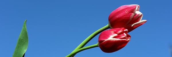 Tulipaner-1